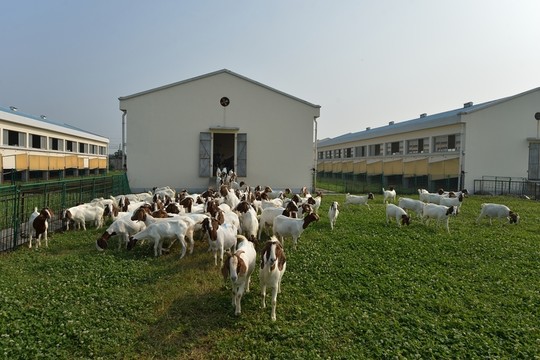 波爾羊