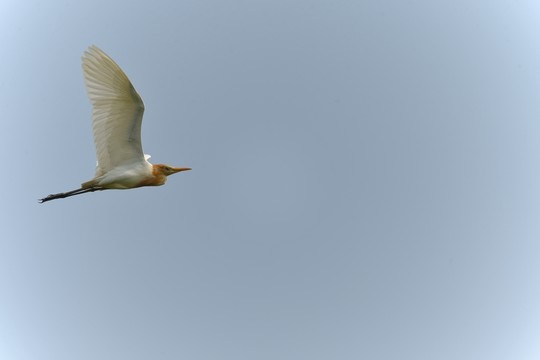 白鷺