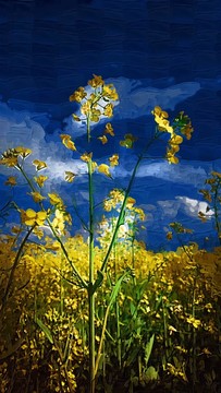 裝飾畫(huà) 無(wú)框畫(huà)油菜花