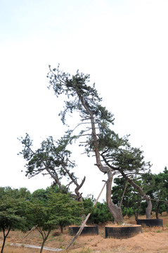 園林景觀(guān) 樹(shù)木