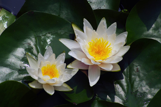 白蓮花