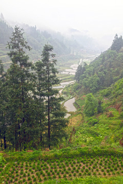 貴州梯田