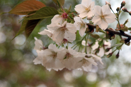櫻花