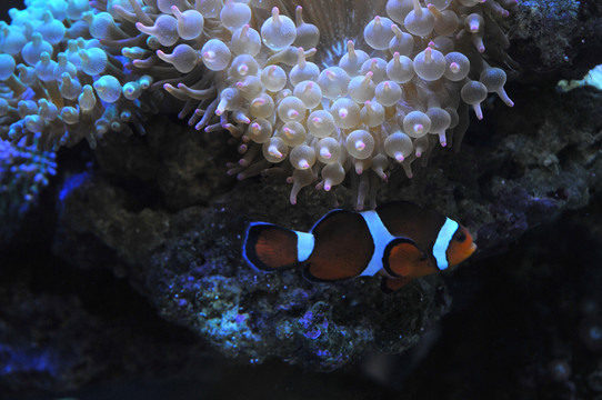 熱帶小丑魚 熱帶魚 深海魚