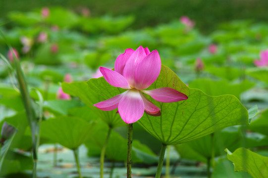 荷花