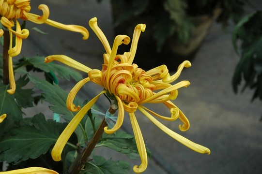 菊花