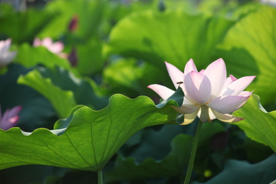 荷花