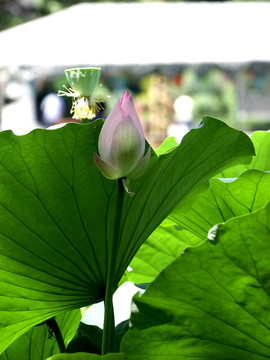 荷花