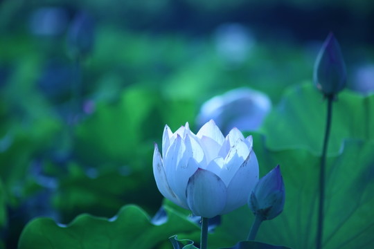 荷花