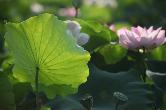 荷葉