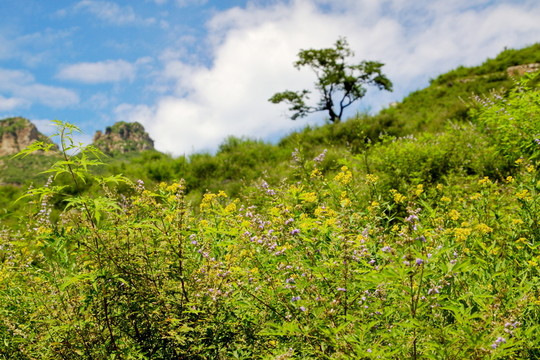 田野美景