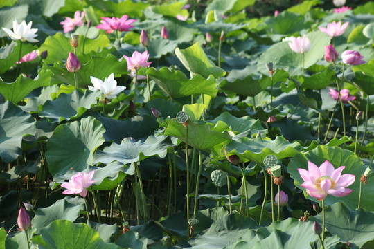 荷花