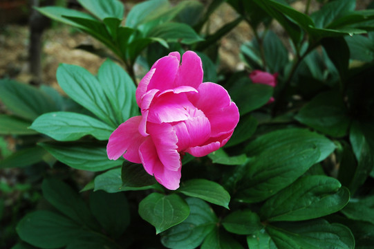 芍藥