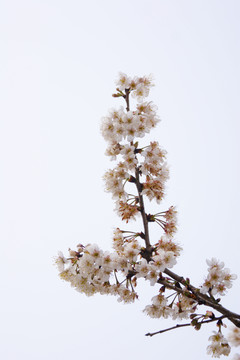 梨花 樹(shù)枝