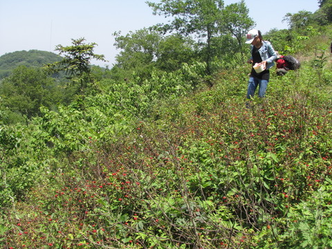采野草莓