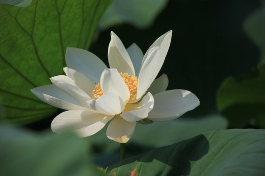 荷花