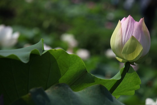 荷花