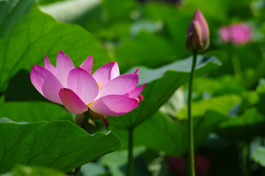 荷花