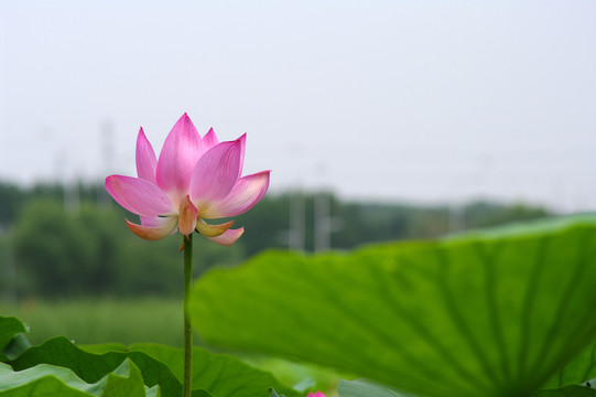 荷花