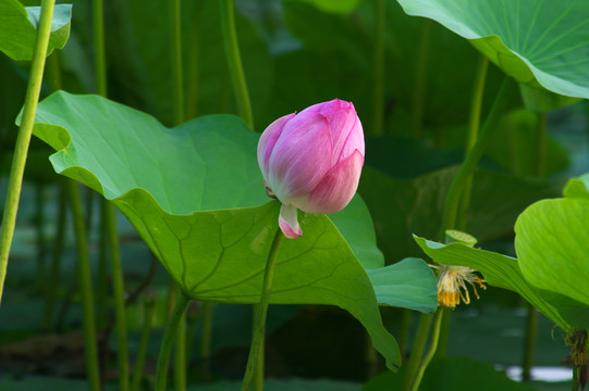 荷花