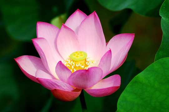 荷花特寫(xiě)