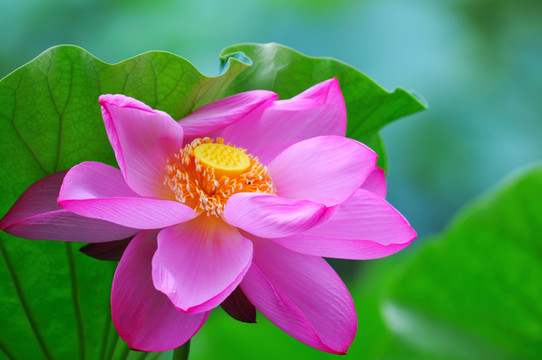 荷花特寫(xiě)