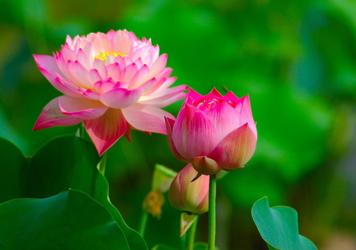 荷花和花蕾