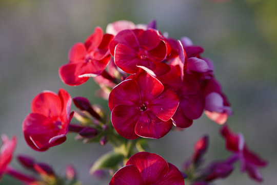 紅繡花