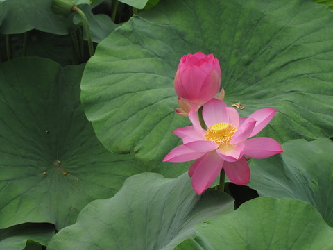 南開大學(xué)馬蹄湖紅荷