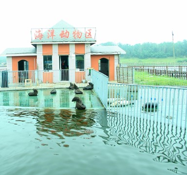 南戴河夏季黃金海岸海灘海洋動(dòng)物