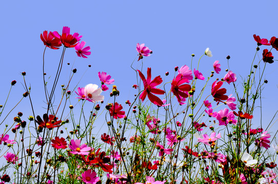 格桑花