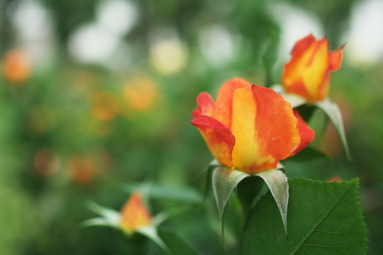 玫瑰花