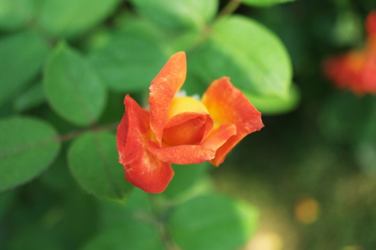 玫瑰花