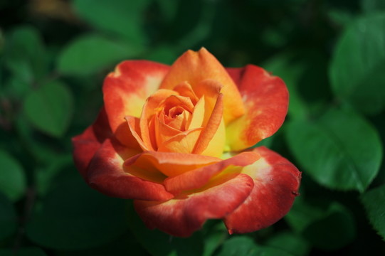 月季花