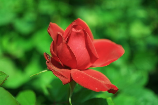 玫瑰花