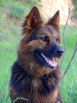 警犬