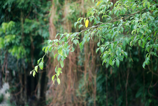 榕樹