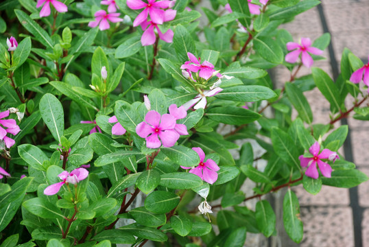 鮮花