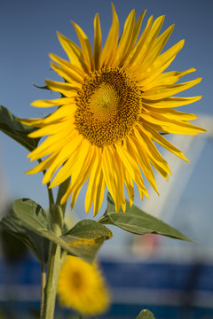 葵花  花蕊