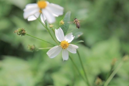 蜜蜂采花