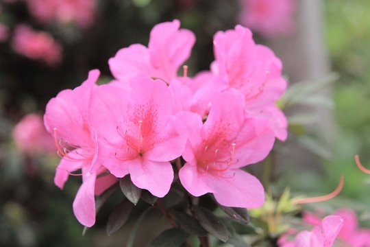 杜鵑花