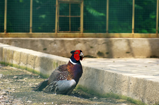 雞