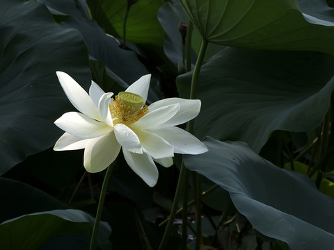 荷花