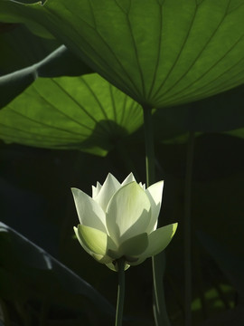 荷花