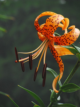 百合花