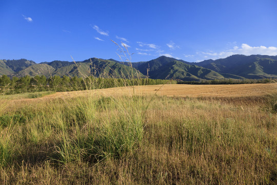 田野