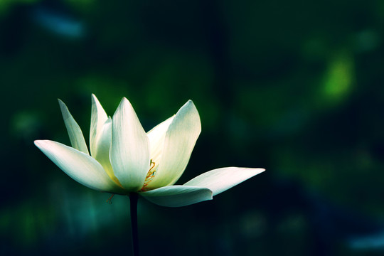 花開半夏月映荷