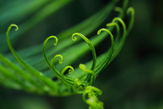 綠色節(jié)奏