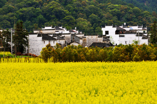 婺源田園風(fēng)光