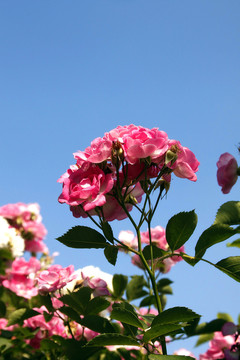 薔薇